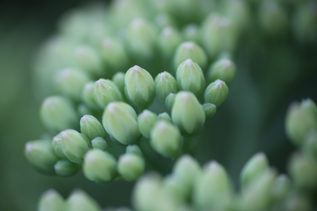 Détail végétal, sérénité de la nature